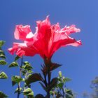 FLOR ROJA