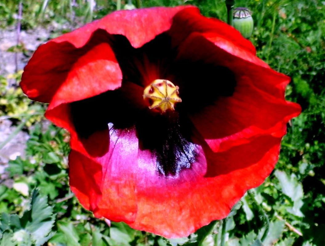 Flor roja