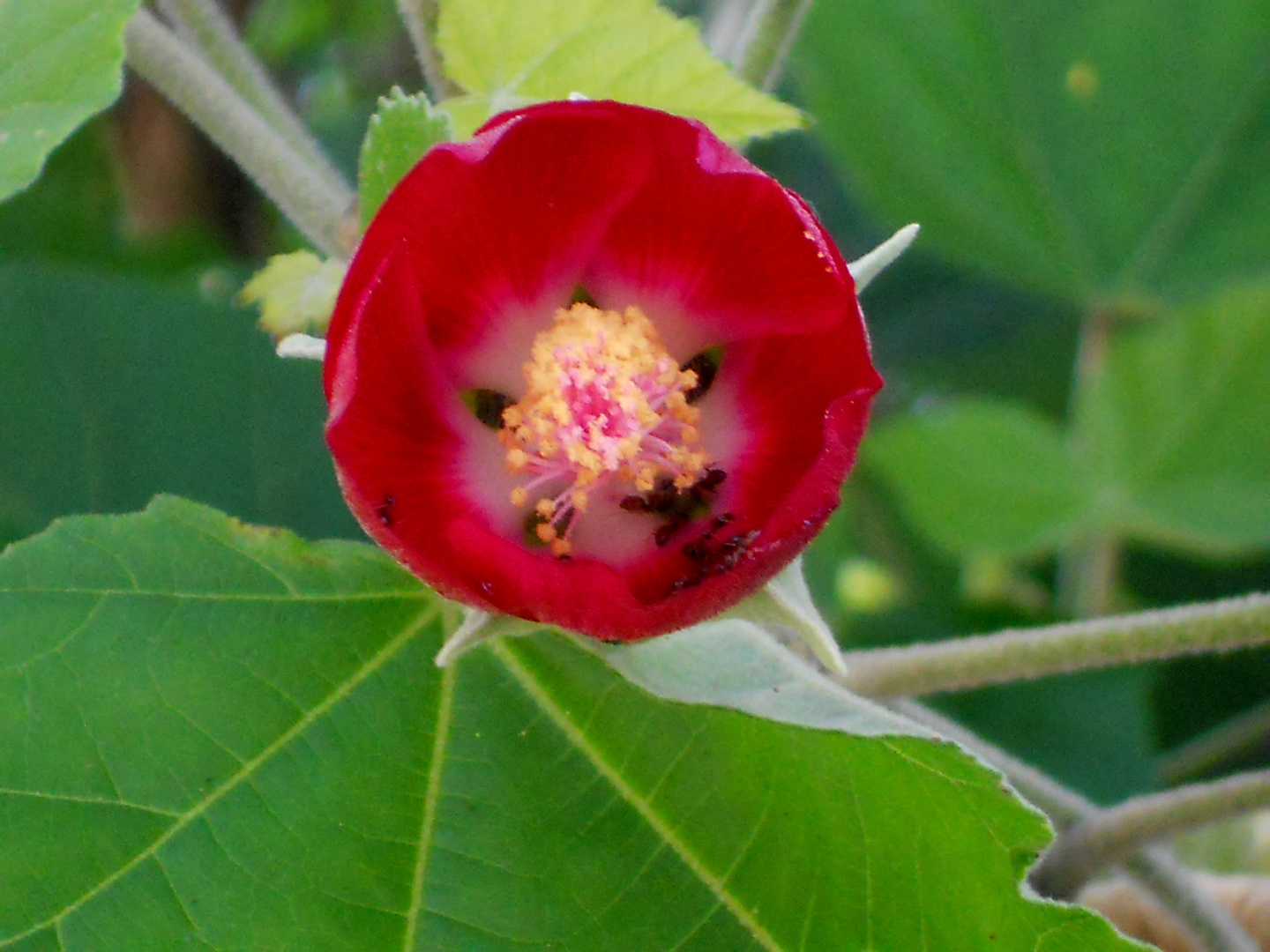 flor roja