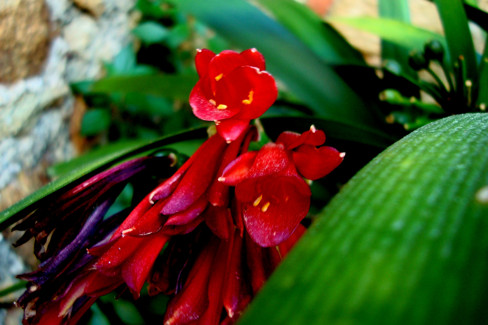 FLOR ROJA