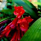 FLOR ROJA