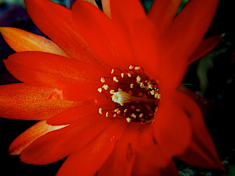 FLOR ROJA DE CACTUS