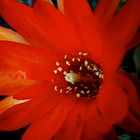 FLOR ROJA DE CACTUS