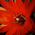 FLOR ROJA DE CACTUS