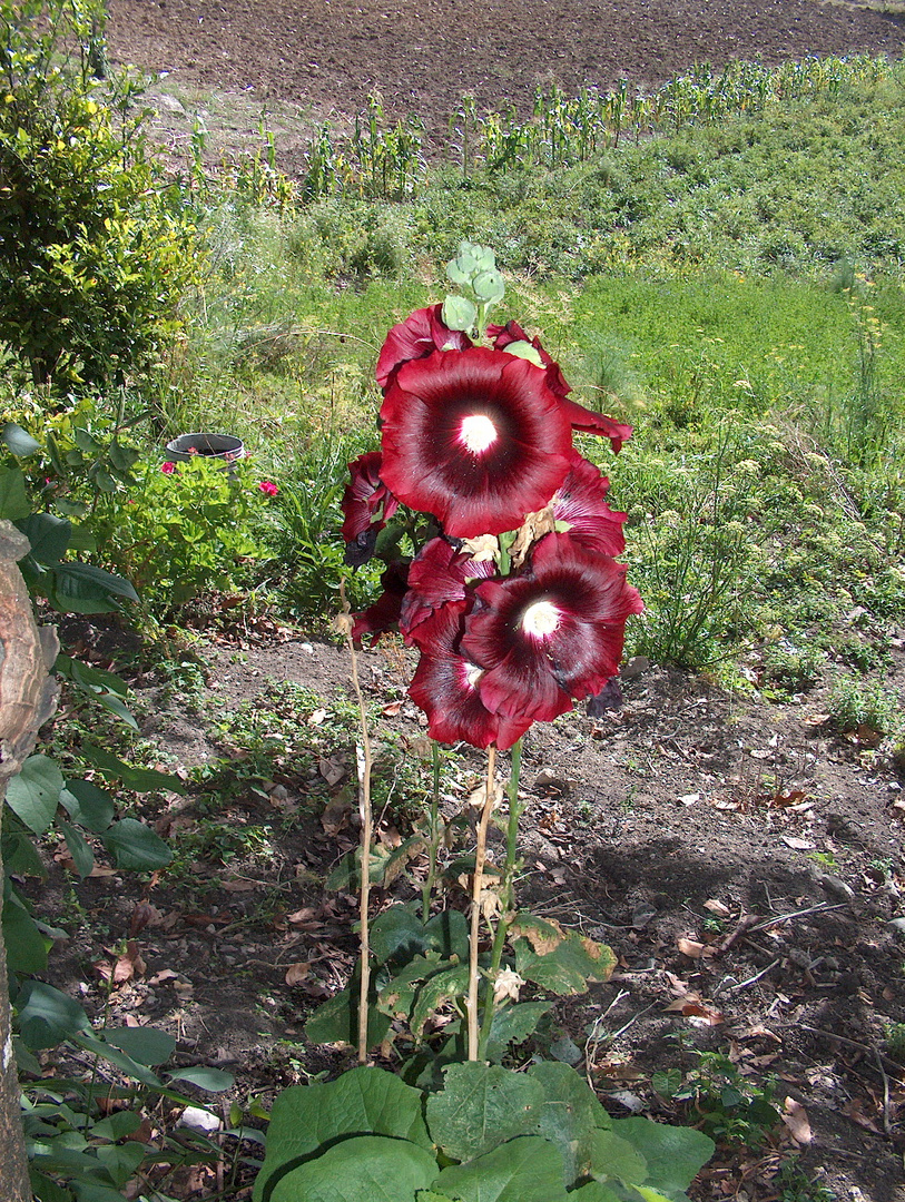 Flor Roja de Malva