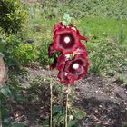 Flor Roja de Malva