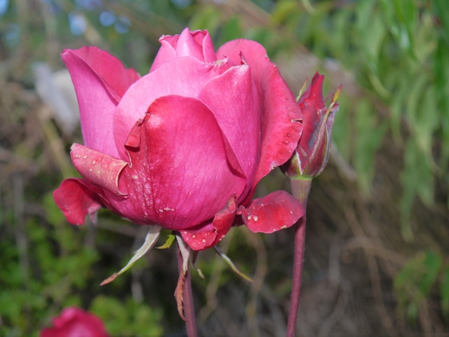 Flor Roja