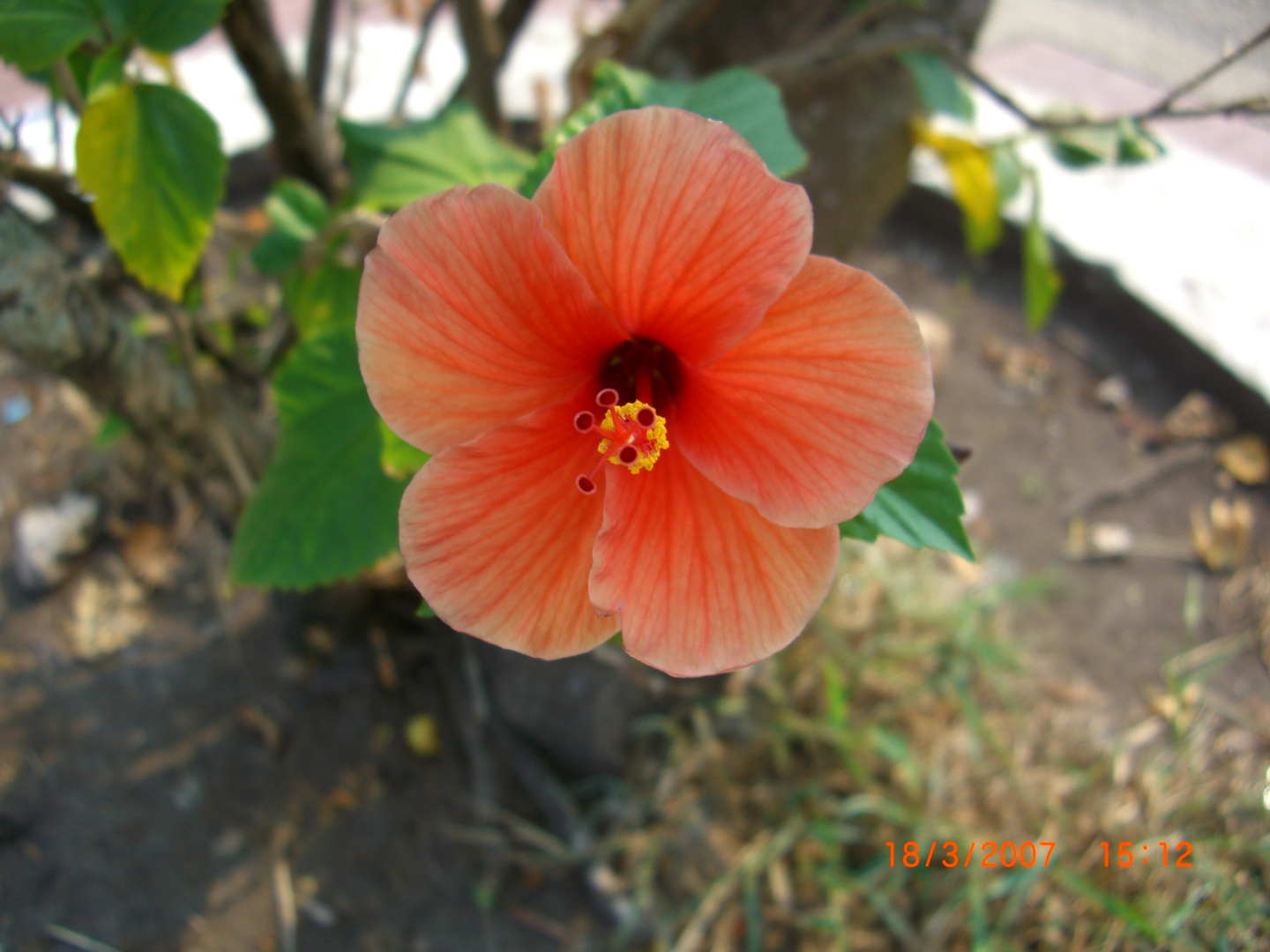 Flor roja