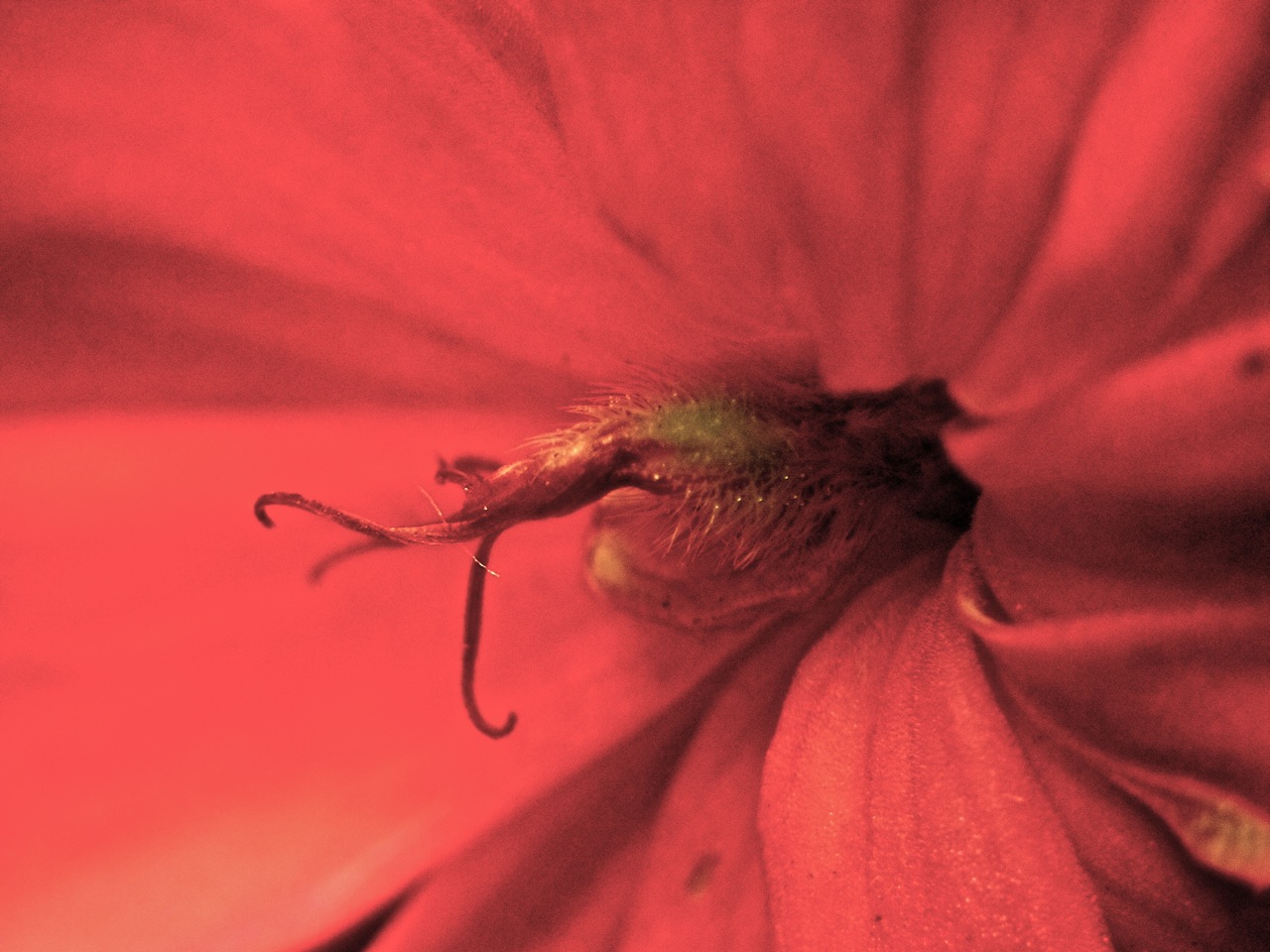 Flor rojo 01