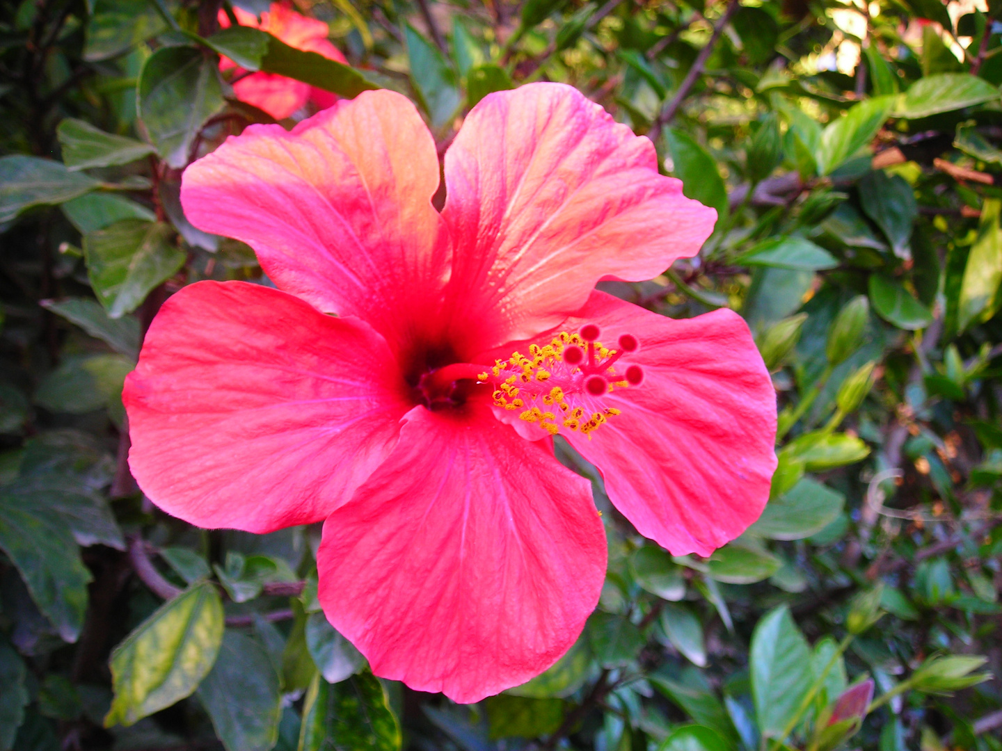 flor rojo