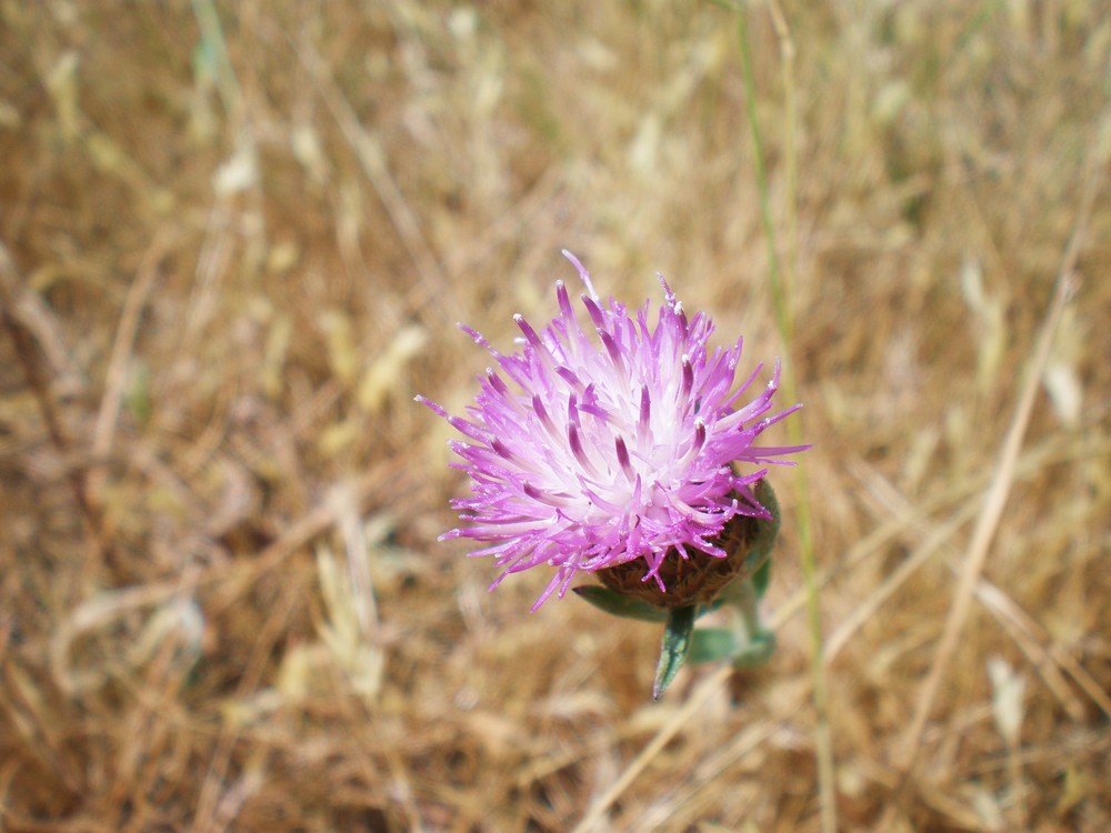 flor rosada