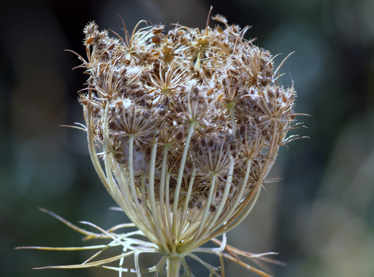 FLOR SECA