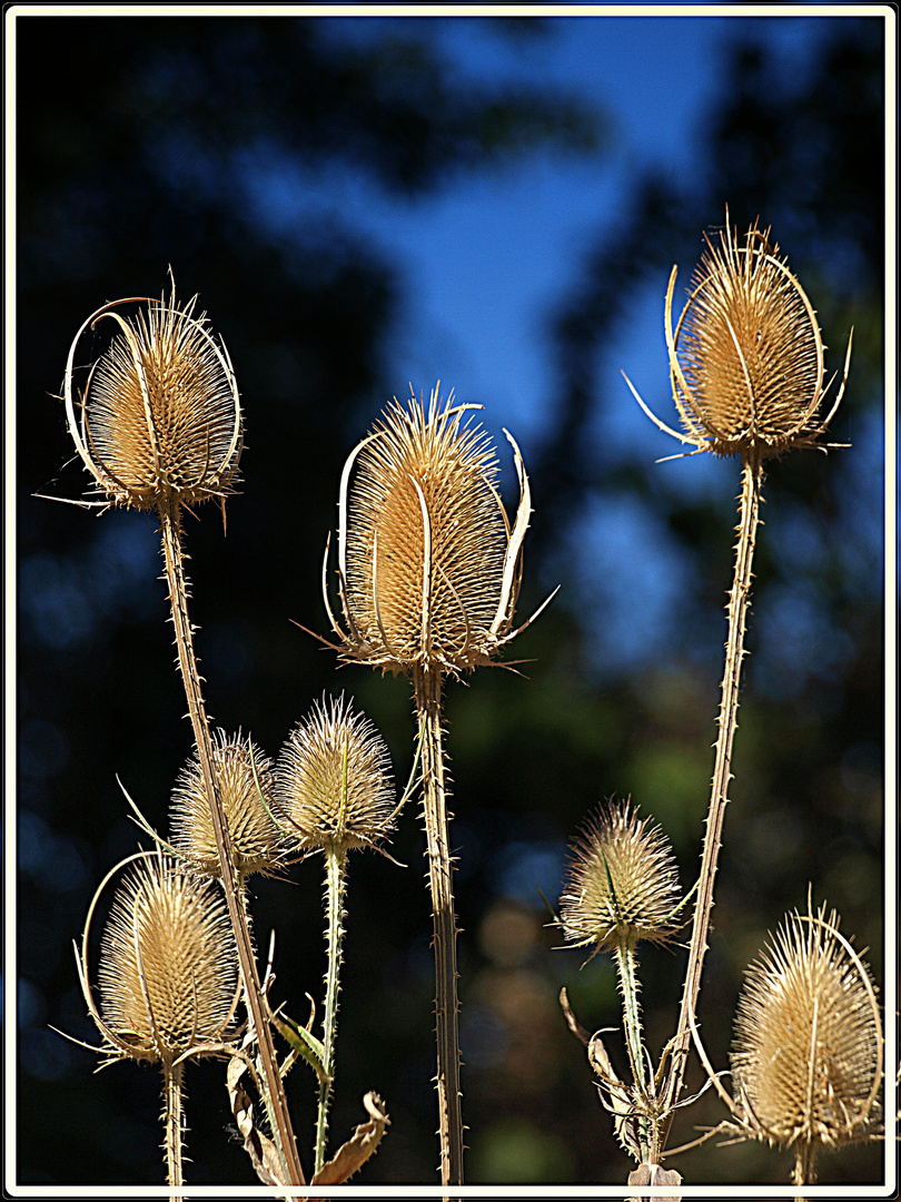 Flor seca