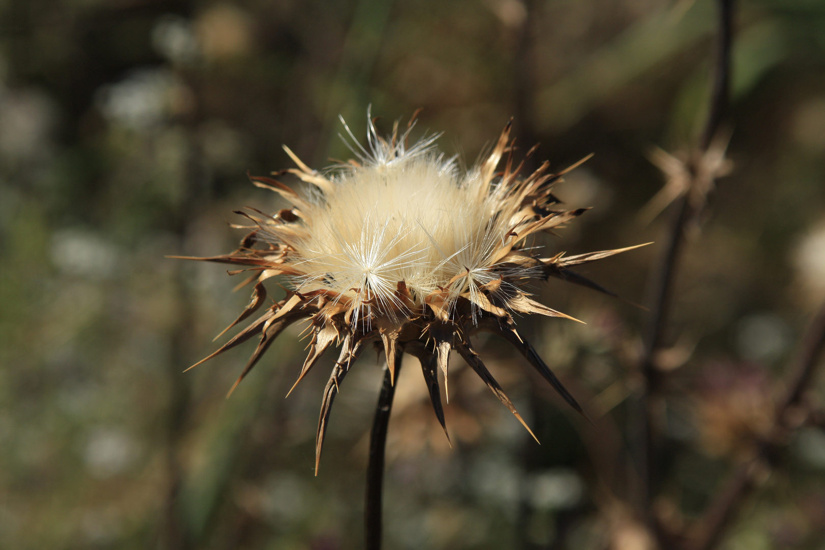 Flor seca de cardo