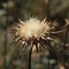 Flor seca de cardo