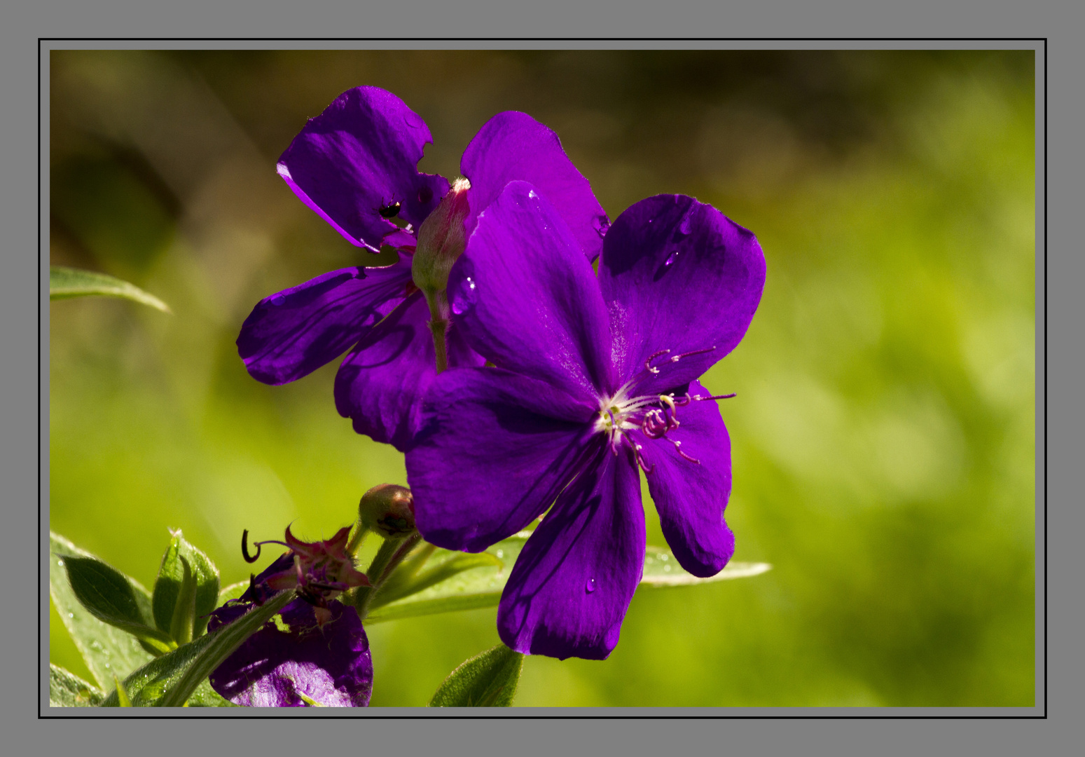 Flor silvestre