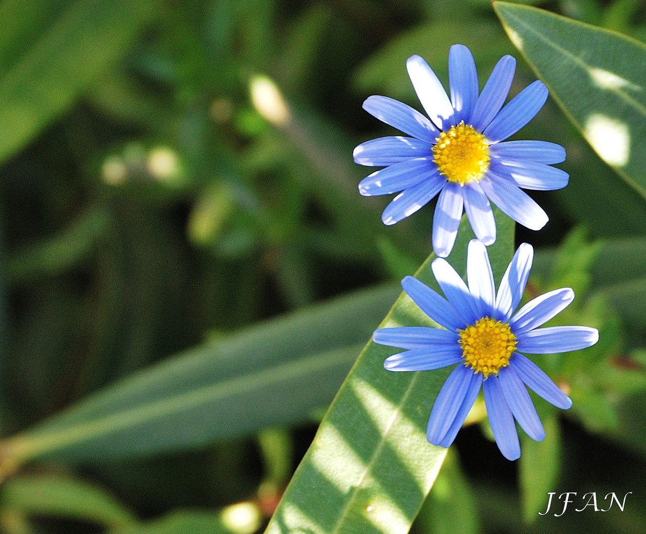 Flor silvestre