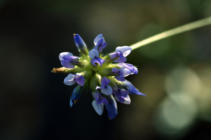 Flor silvestre