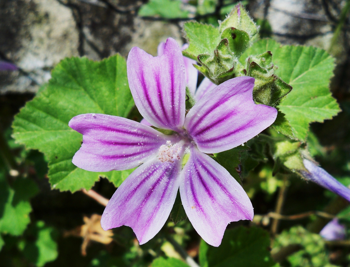 Flor silvestre.