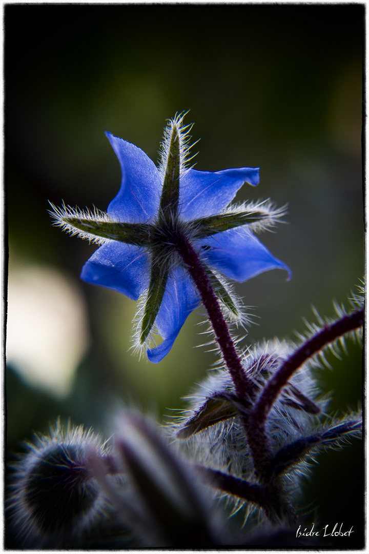 Flor silvestre