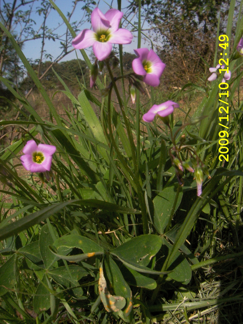 flor silvestre