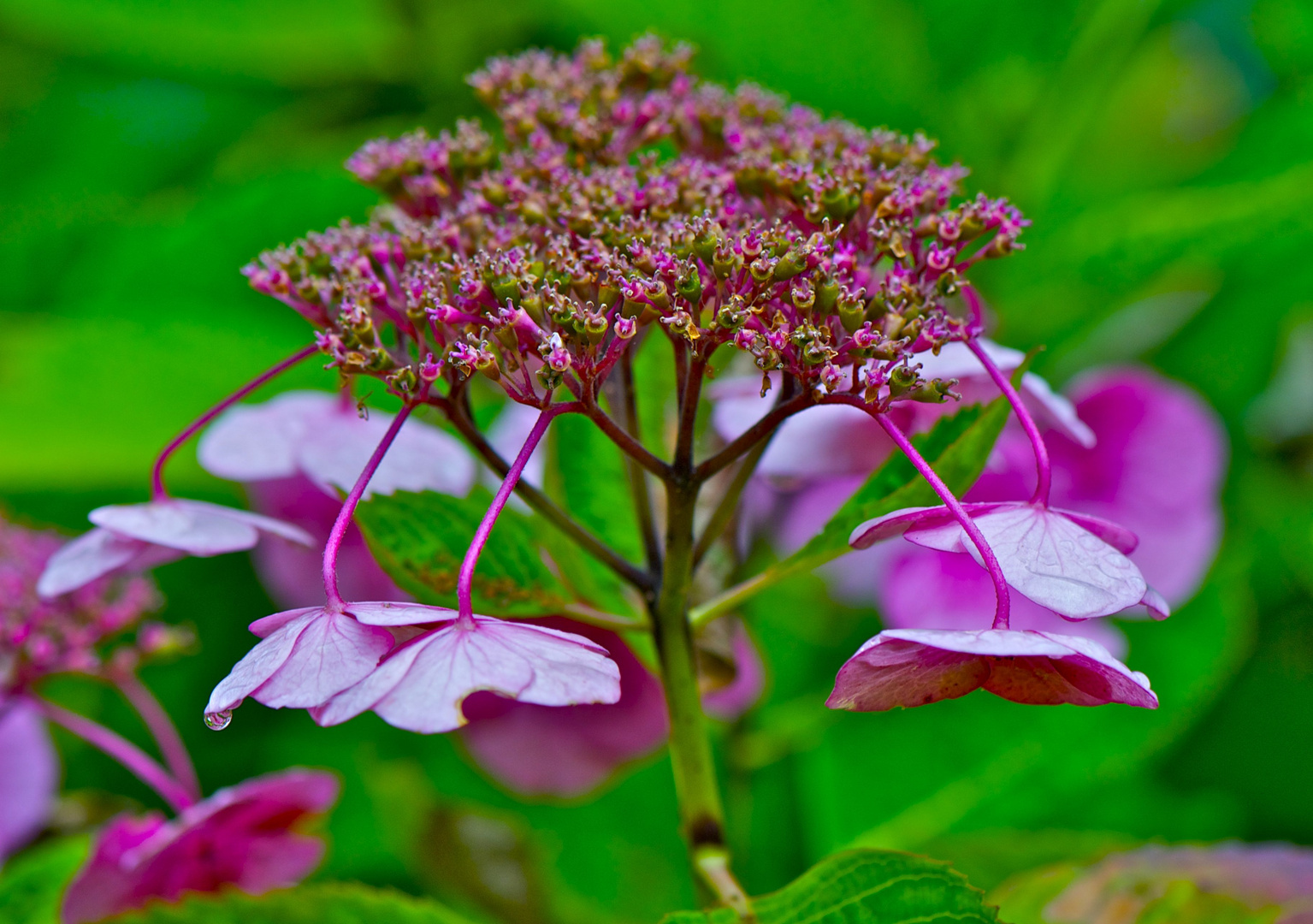 Flor silvestre