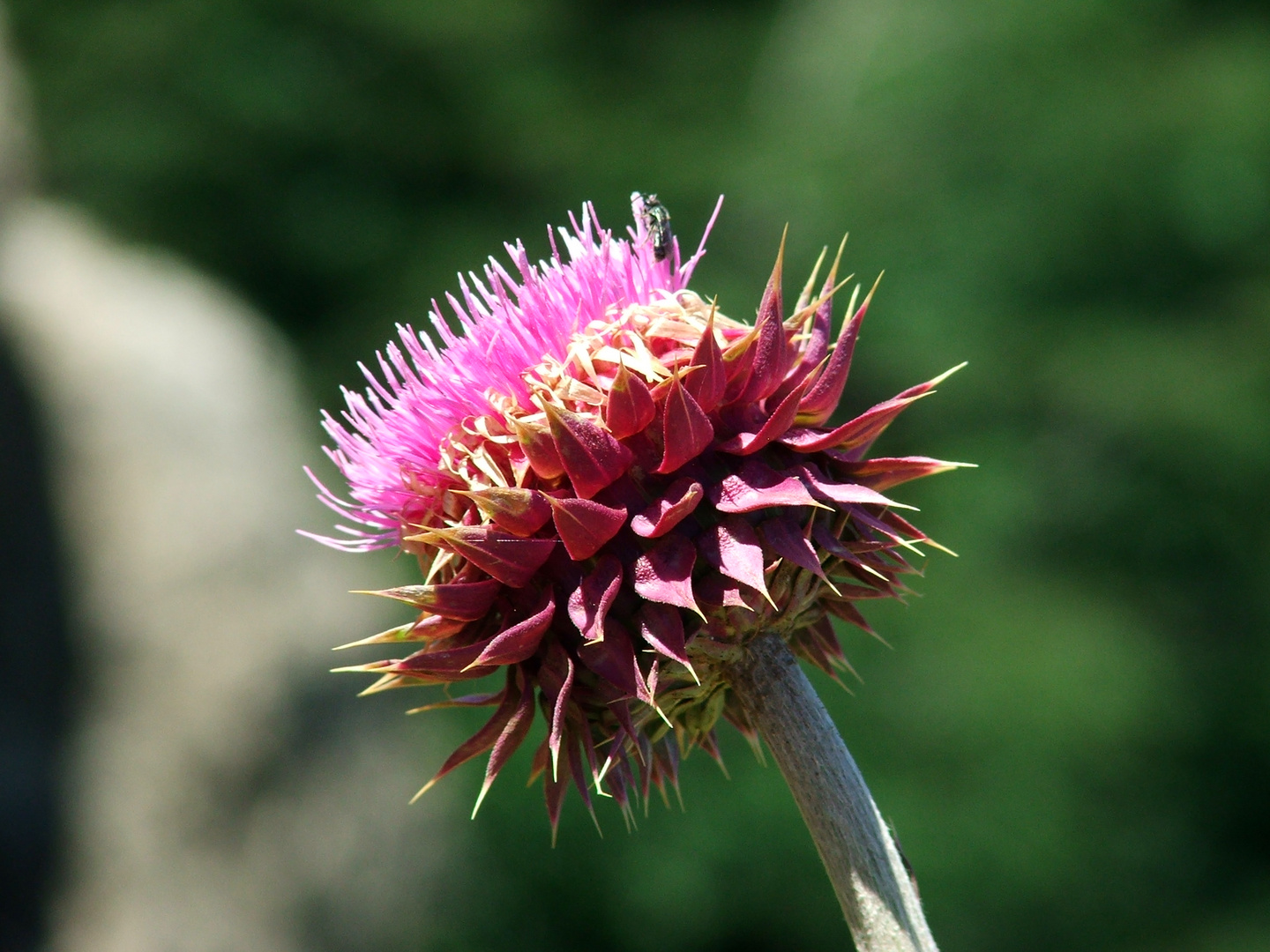 Flor silvestre