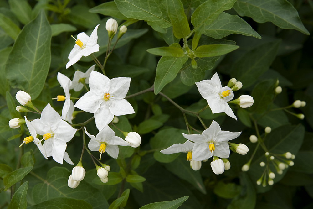 Flor silvestre