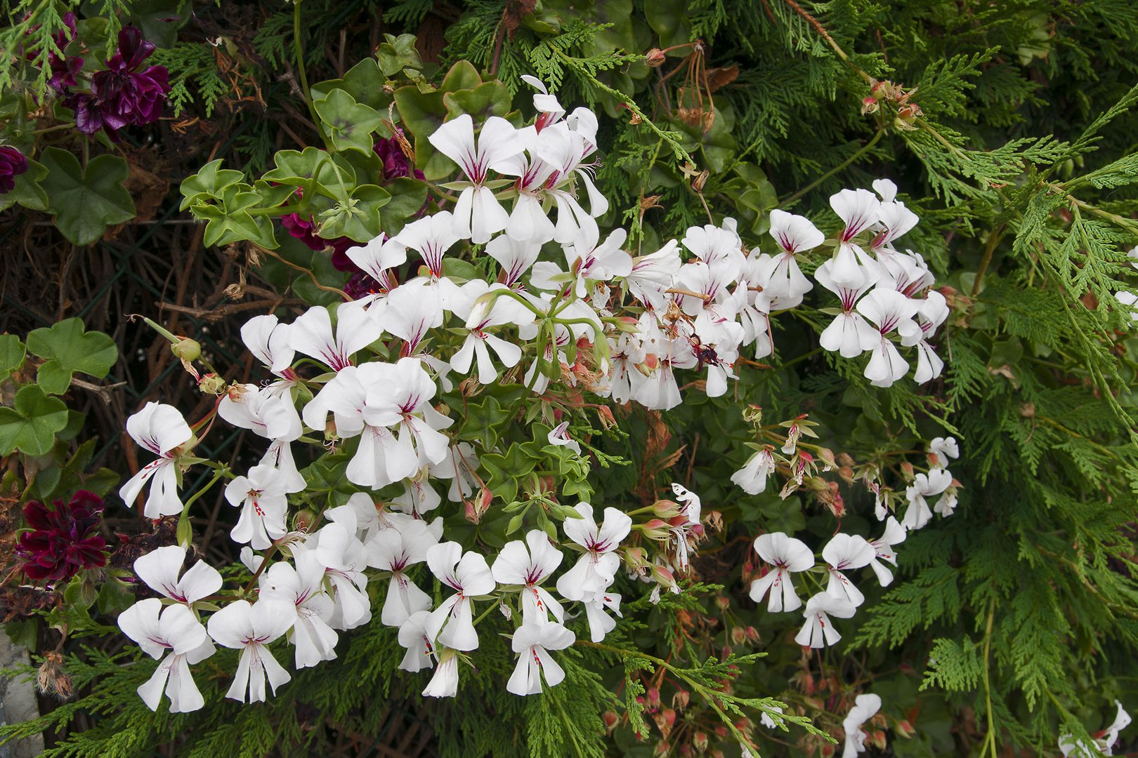 FLOR SILVESTRE