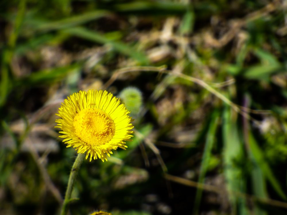 Flor silvestre amarilla