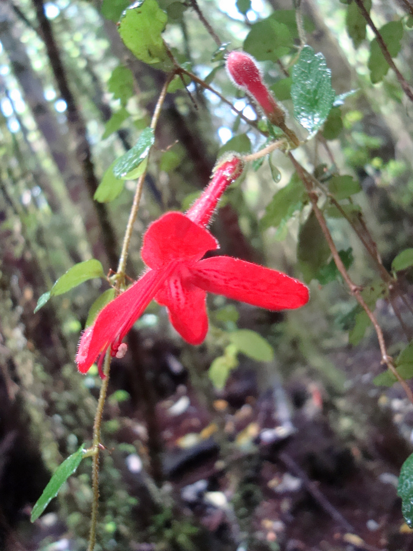 Flor silvestre