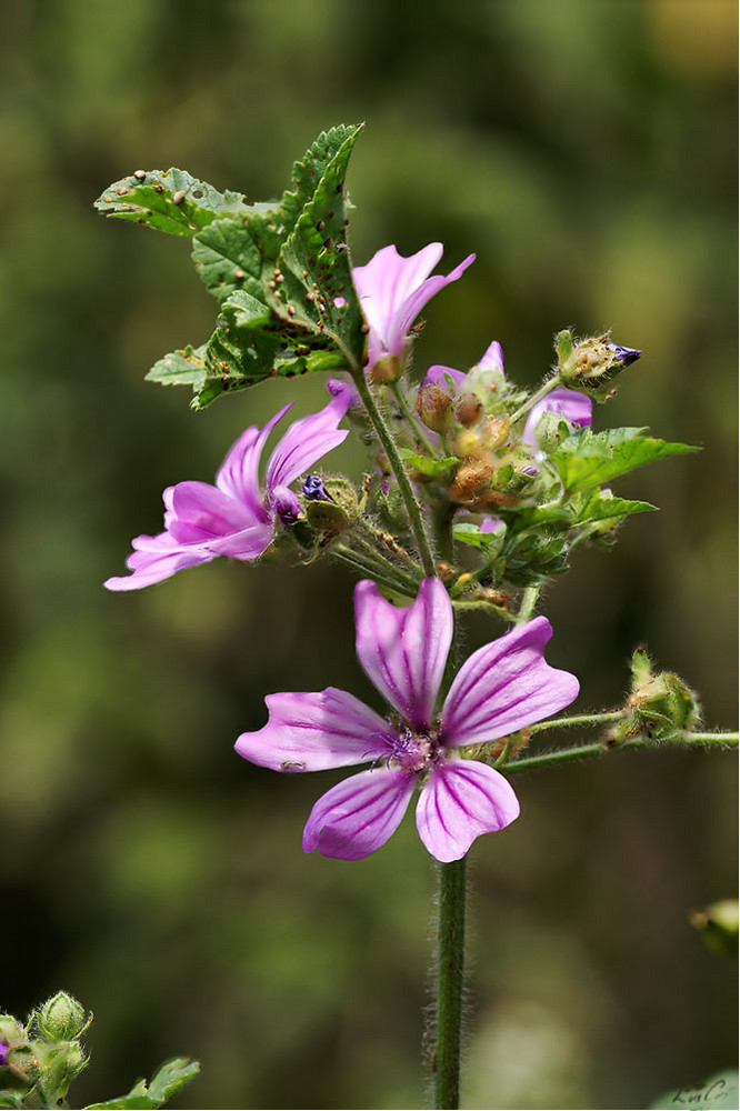 Flor Silvestre