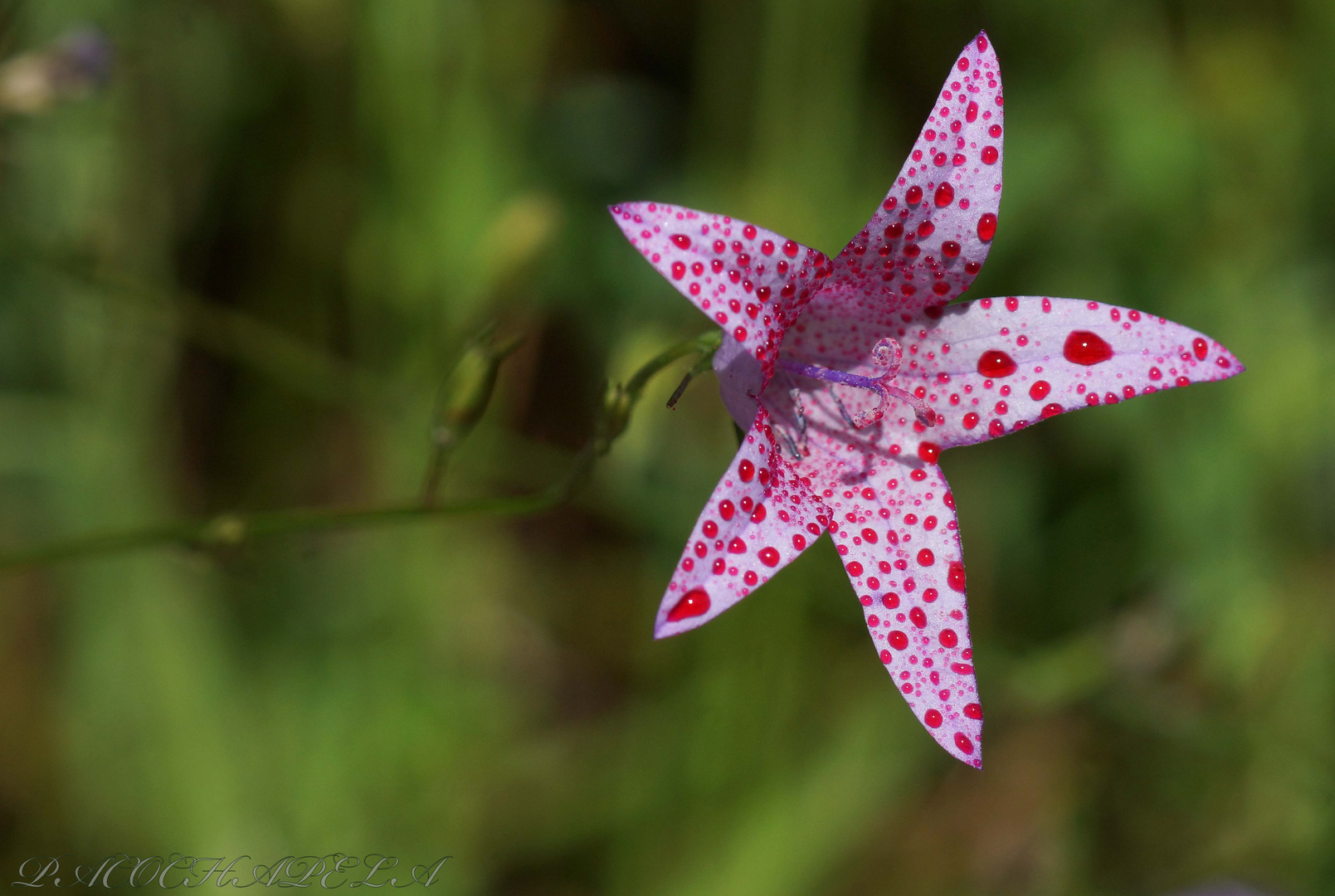 Flor silvestre con gotas