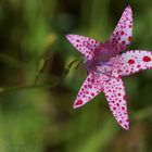 Flor silvestre con gotas