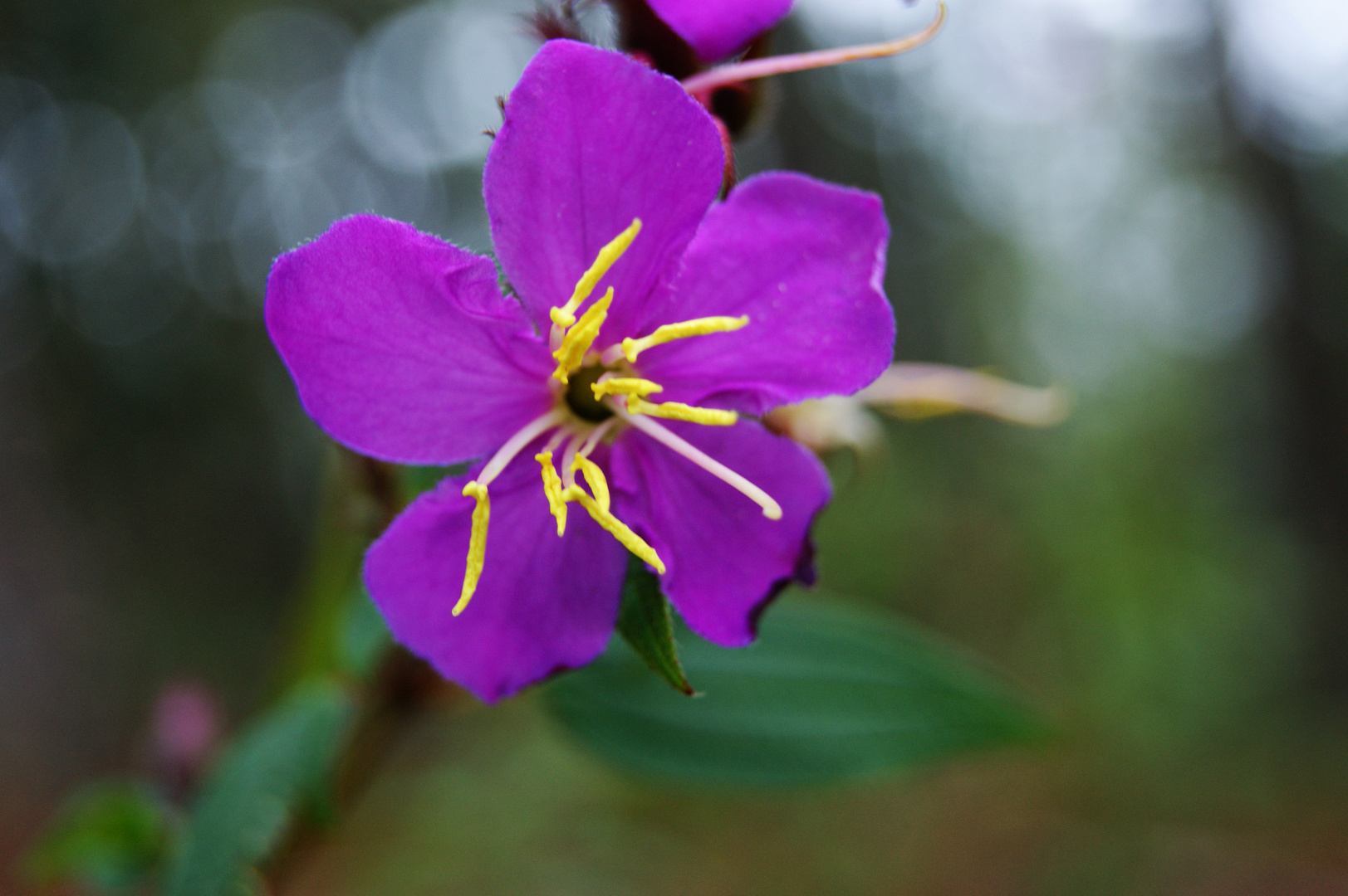 FLOR SILVESTRE