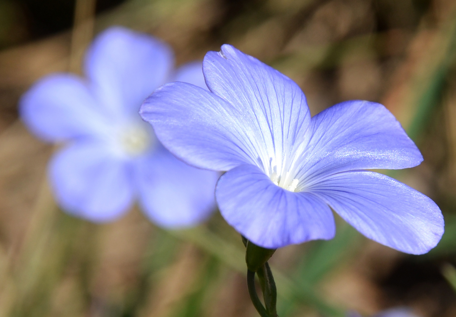 Flor silvestre