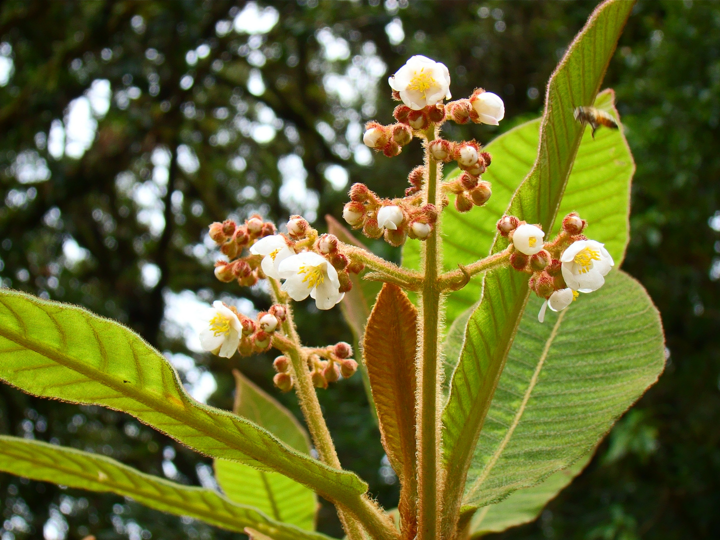 flor silvestre en Honduras