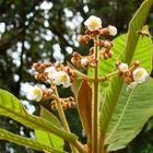 flor silvestre en Honduras