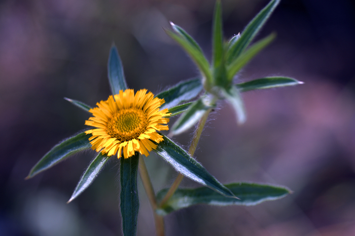 Flor silvestre II (" castañuela ")