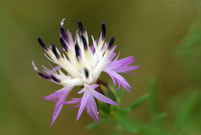 Flor silvestre IV