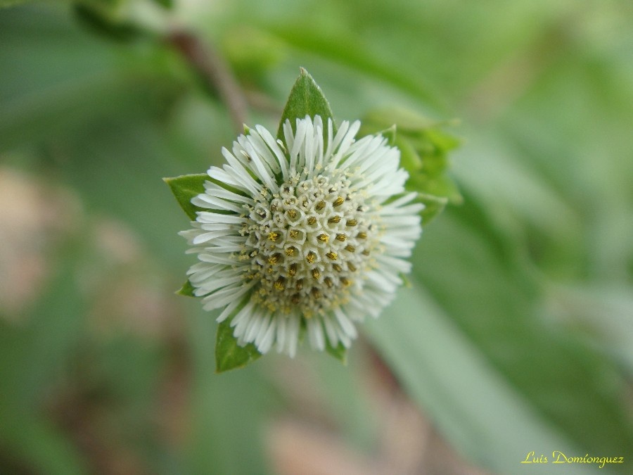 Flor Silvestre V