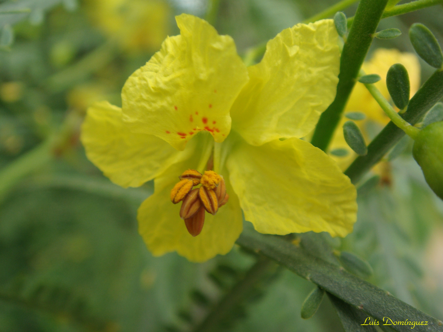 Flor Silvestre V