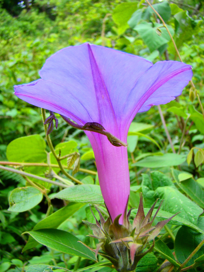 Flor silvestre...color Violeta.. en el parque nacional "la Tigra" Honduras