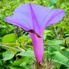 Flor silvestre...color Violeta.. en el parque nacional "la Tigra" Honduras