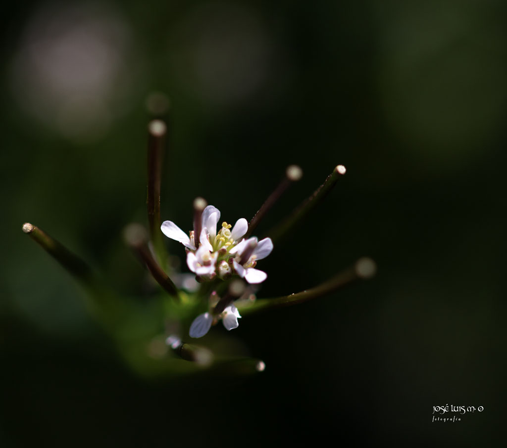 flor silvestre_MG_8511