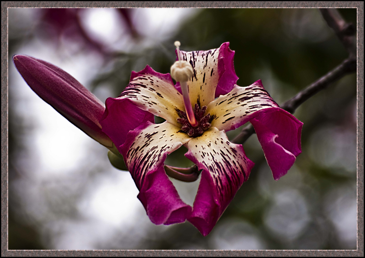 Flor sin nombre