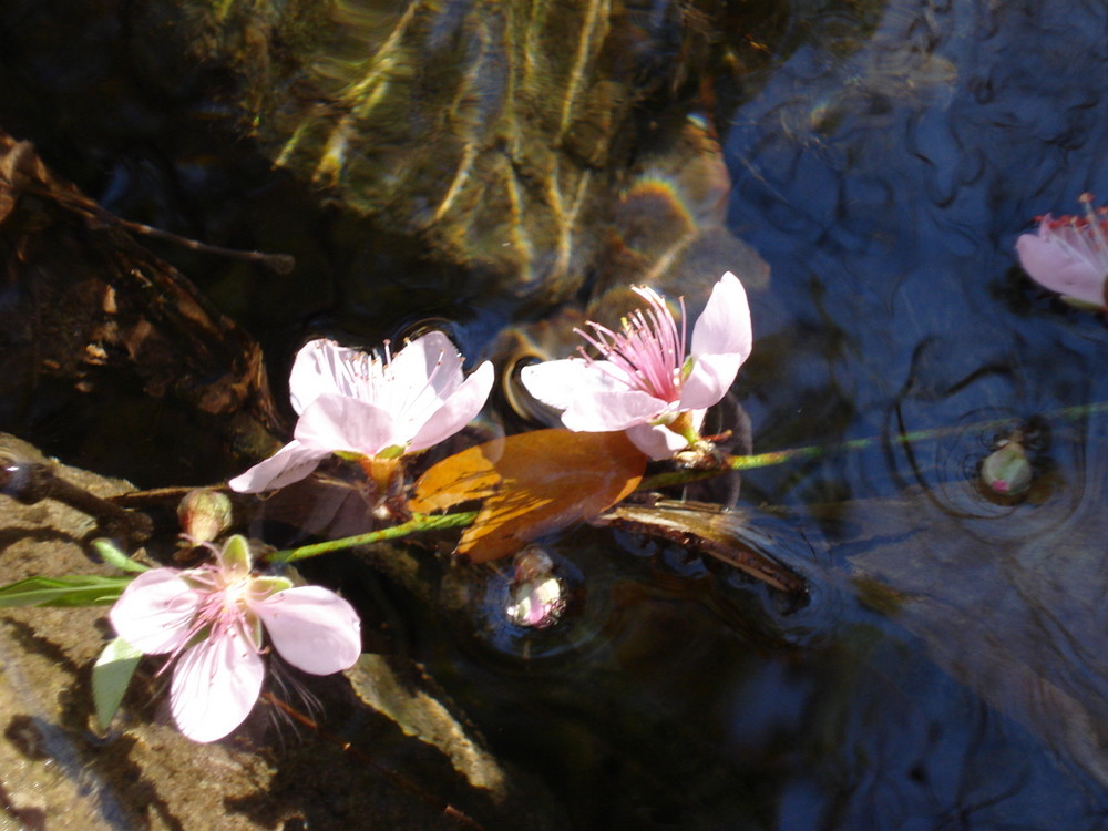 Flor sobre Agua...