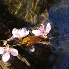 Flor sobre Agua...