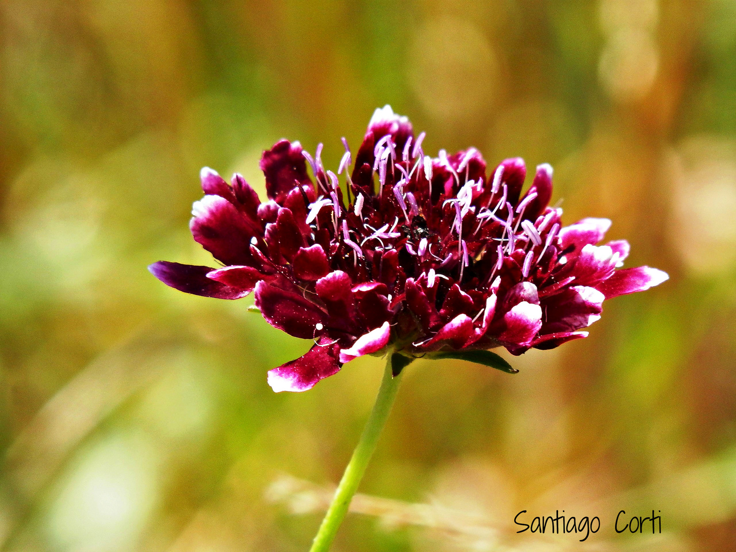 Flor sola