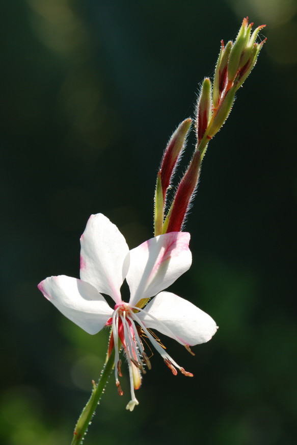 Flor solitaria